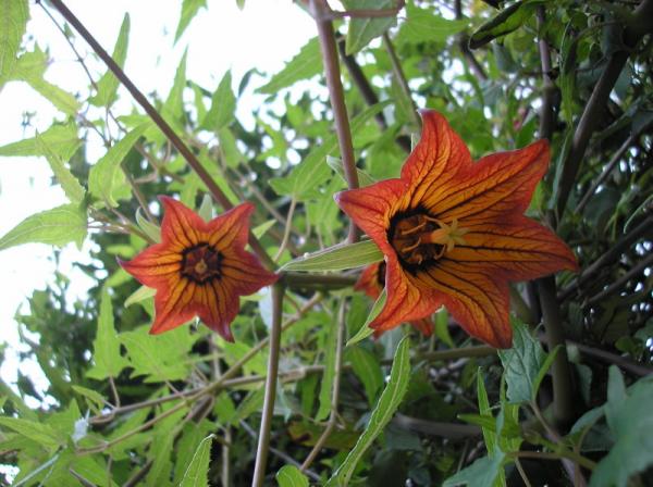 kanarische-glockenblume
