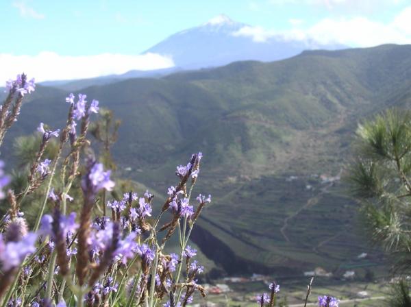 blick-auf-teide-mit-berglavendel