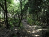 waldpfad-im-tenogebirge
