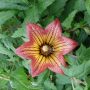 kanarische-glockenblume