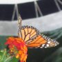 mariposa
